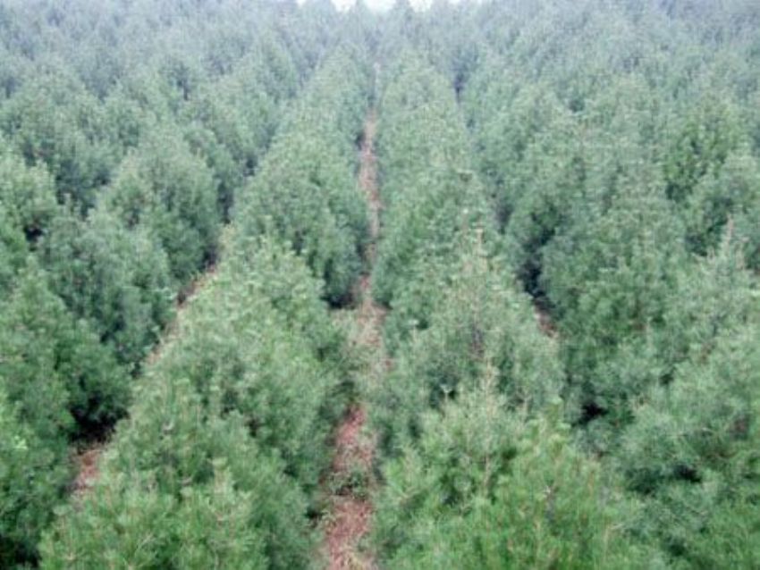 點擊查看詳細信息<br>標題：雪松 閱讀次數：3217